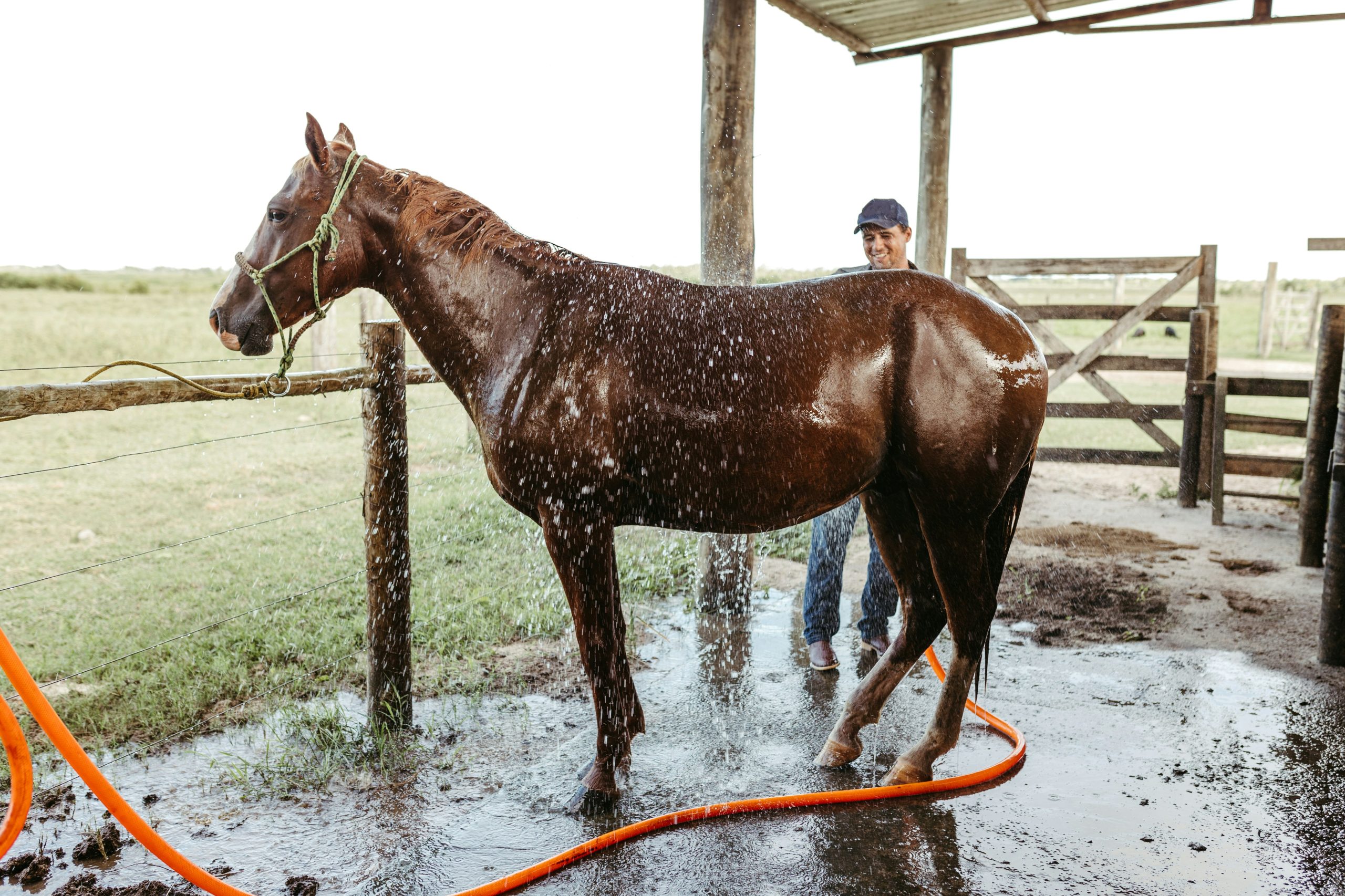 Top Tips For Selecting Horse Shampoo