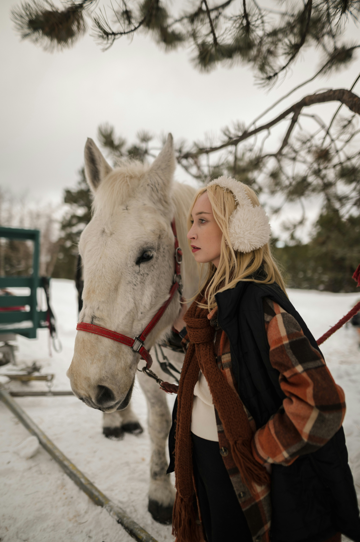 Female rider holding white horse in the snow