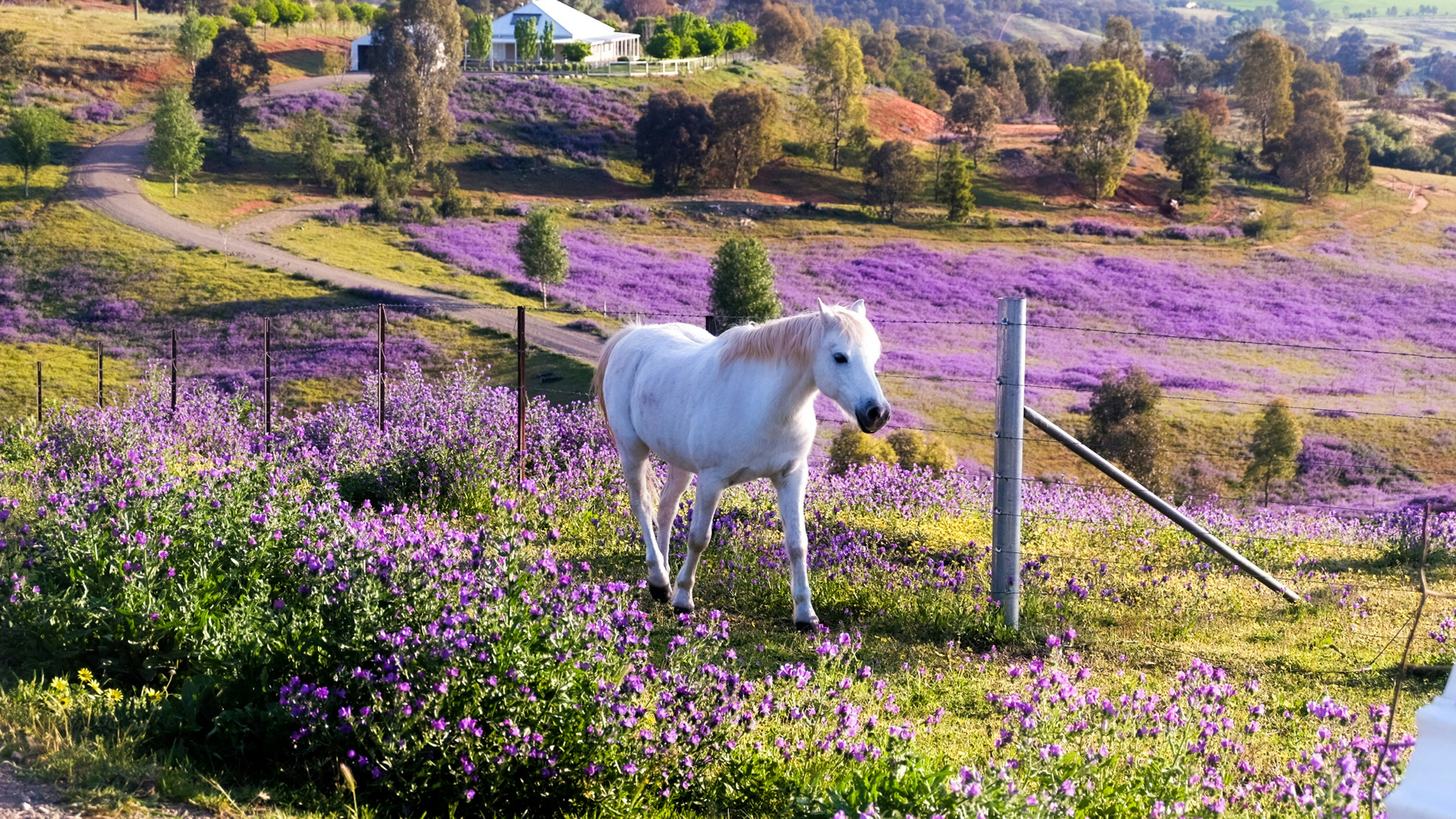 White horse in a field of lavendar