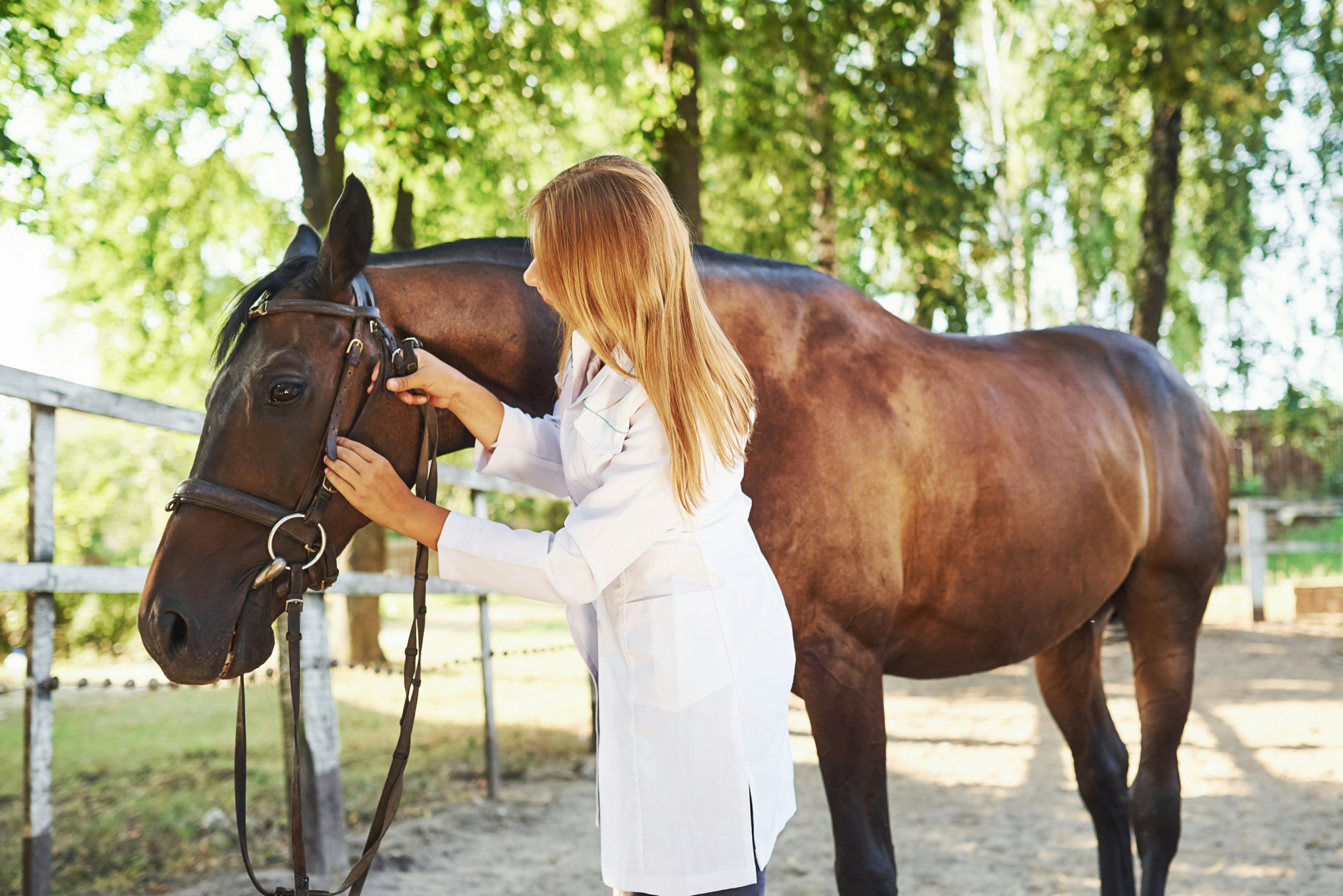 Equine vet inspecting horse