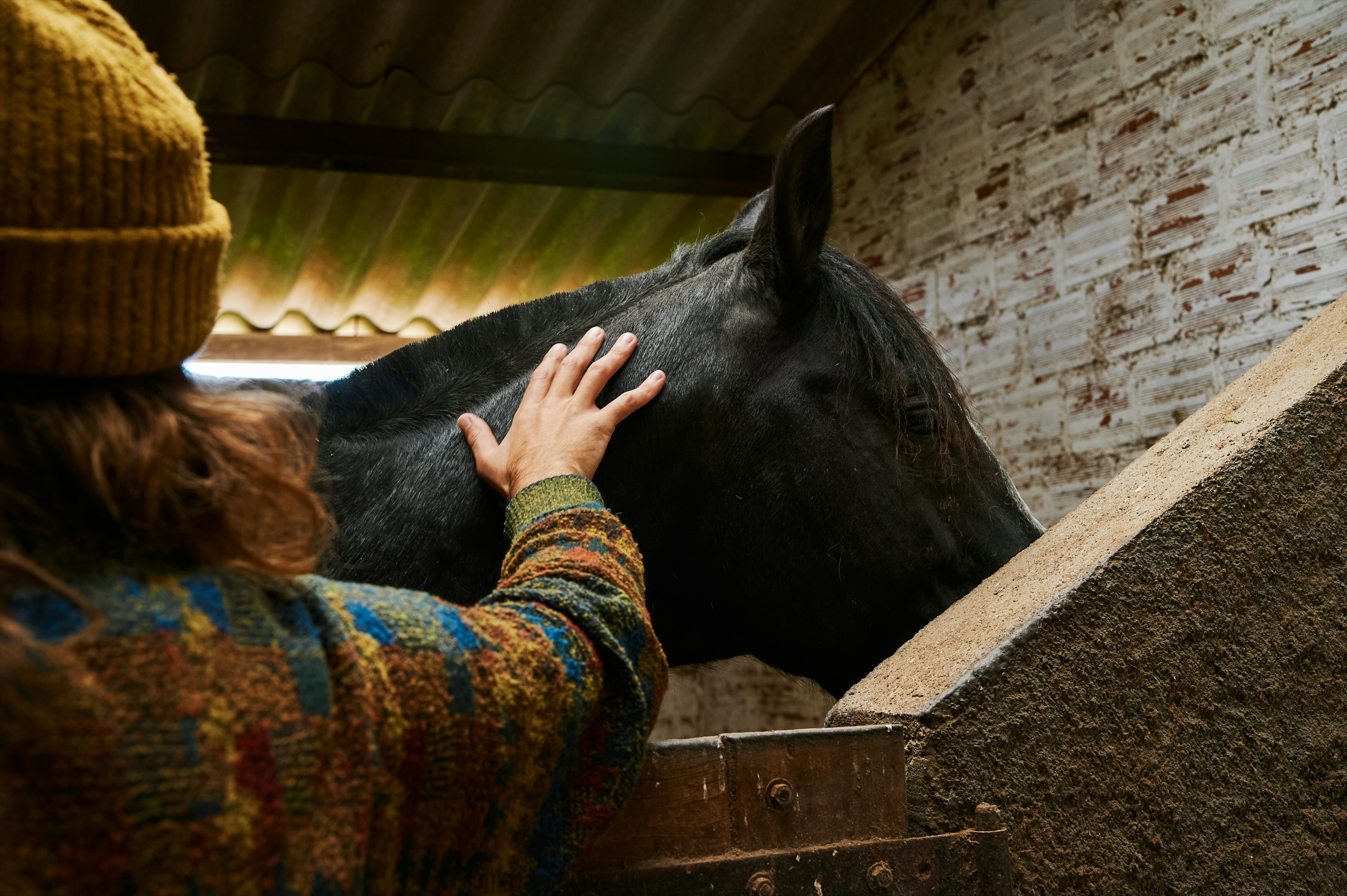 Man touching horse's head